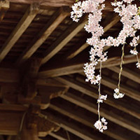 笹鼓（ささつづみ）霊能者